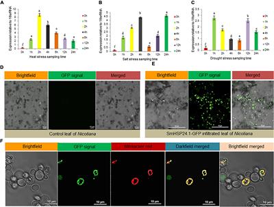 Mitochondria-Targeted SmsHSP24.1 Overexpression Stimulates Early Seedling Vigor and Stress Tolerance by Multi-Pathway Transcriptome-Reprogramming